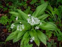 Leuchtende Bärlauch Blütengruppe